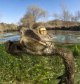 judged by our editor who says...
Beautiful over and under. This is some photo shoot you did for the toads there Mathieu, great work. monthly hotshot click to zoom